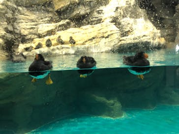 アクアワールド茨城県大洗水族館に投稿された画像（2020/12/20）