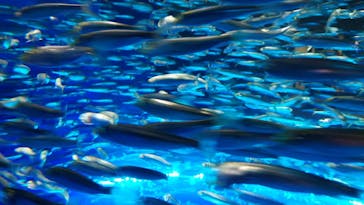 アクアワールド茨城県大洗水族館に投稿された画像（2020/12/20）