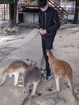 秋吉台自然動物公園 サファリランドに投稿された画像（2020/12/20）