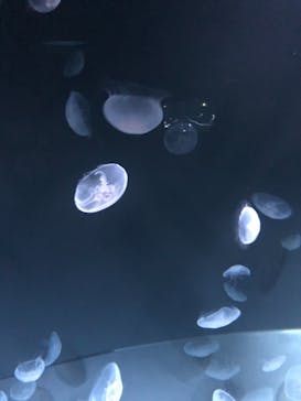 サンシャイン水族館に投稿された画像（2020/12/20）