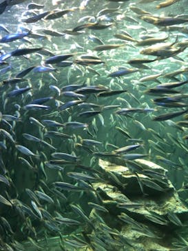 サンシャイン水族館に投稿された画像（2020/12/20）