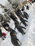 旭川市旭山動物園に投稿された画像（2020/12/20）