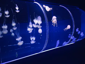 すみだ水族館に投稿された画像（2020/12/20）