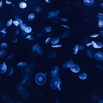 すみだ水族館に投稿された画像（2020/12/20）