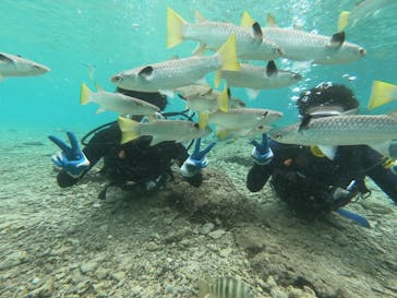 武藤潜水に投稿された画像（2020/12/20）