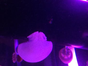 マクセル アクアパーク品川に投稿された画像（2020/12/20）