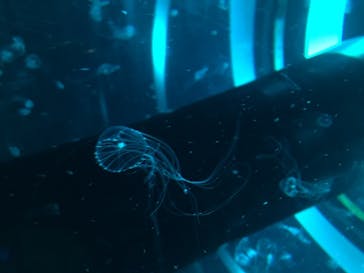 マクセル アクアパーク品川に投稿された画像（2020/12/20）