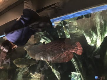 マクセル アクアパーク品川に投稿された画像（2020/12/20）