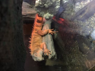 マクセル アクアパーク品川に投稿された画像（2020/12/20）