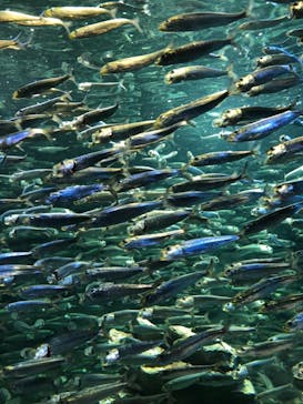 サンシャイン水族館に投稿された画像（2020/12/20）