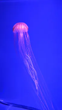 すみだ水族館に投稿された画像（2020/12/20）