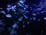 すみだ水族館に投稿された画像（2020/12/20）