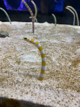 すみだ水族館に投稿された画像（2020/12/20）