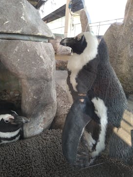 京都水族館に投稿された画像（2020/12/20）