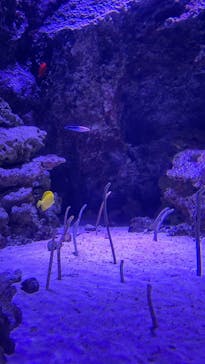 マクセル アクアパーク品川に投稿された画像（2020/12/20）