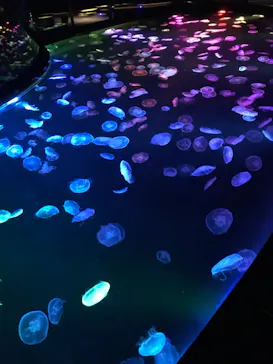 すみだ水族館に投稿された画像（2020/12/20）