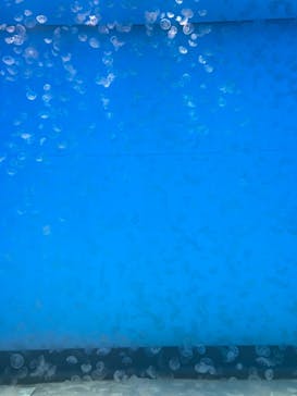 アクアワールド茨城県大洗水族館に投稿された画像（2020/12/20）