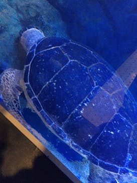 マクセル アクアパーク品川に投稿された画像（2020/12/20）