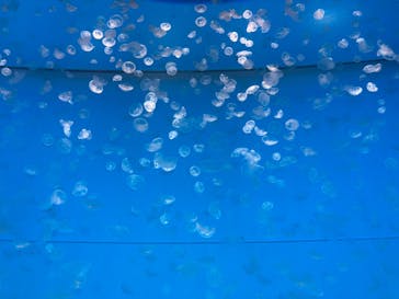 アクアワールド茨城県大洗水族館に投稿された画像（2020/12/20）