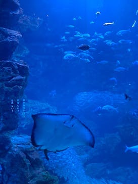 京都水族館に投稿された画像（2020/12/20）