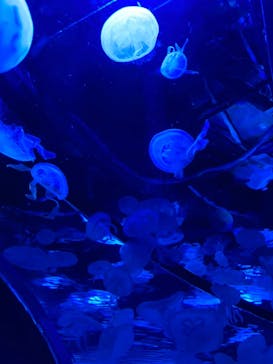 京都水族館に投稿された画像（2020/12/20）