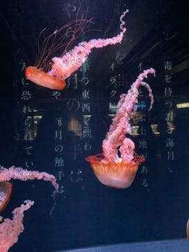 京都水族館に投稿された画像（2020/12/20）
