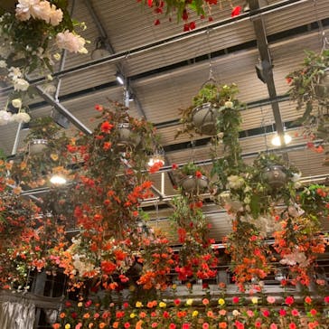 なばなの里に投稿された画像（2020/12/20）