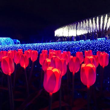 なばなの里に投稿された画像（2020/12/20）