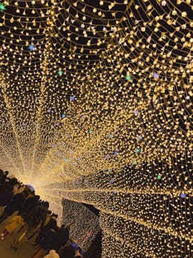 なばなの里に投稿された画像（2020/12/20）