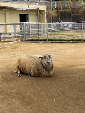 天王寺動物園に投稿された画像（2020/12/20）