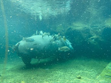 天王寺動物園に投稿された画像（2020/12/20）