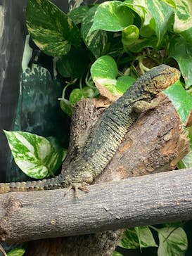 天王寺動物園に投稿された画像（2020/12/20）
