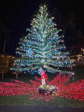 美らヤシパークオキナワ・東南植物楽園に投稿された画像（2020/12/20）