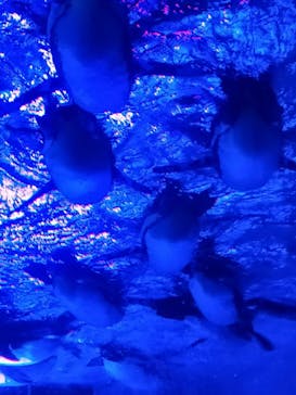サンシャイン水族館に投稿された画像（2020/12/20）