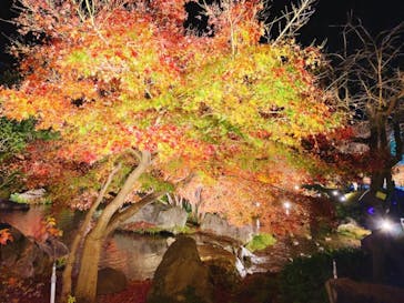 なばなの里に投稿された画像（2020/12/20）