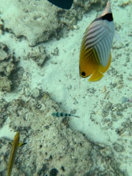 DIVING-SHOP SUNSに投稿された画像（2020/12/19）