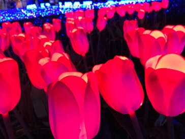 なばなの里に投稿された画像（2020/12/20）