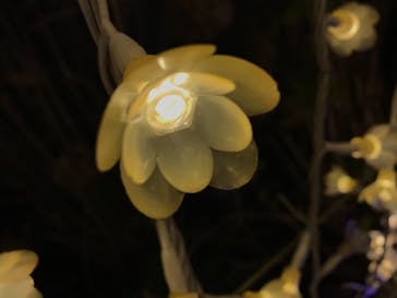 なばなの里に投稿された画像（2020/12/20）