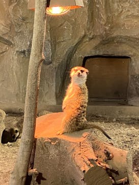 那須どうぶつ王国に投稿された画像（2020/12/20）