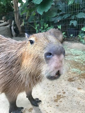 神戸どうぶつ王国に投稿された画像（2020/12/20）