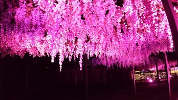 東京メガイルミに投稿された画像（2020/12/20）