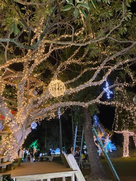 美らヤシパークオキナワ・東南植物楽園に投稿された画像（2020/12/20）