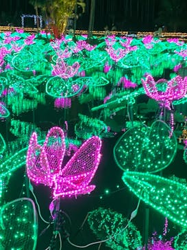 美らヤシパークオキナワ・東南植物楽園に投稿された画像（2020/12/20）