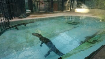 熱川バナナワニ園に投稿された画像（2020/12/21）