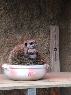 九十九島動植物園森きららに投稿された画像（2020/12/21）