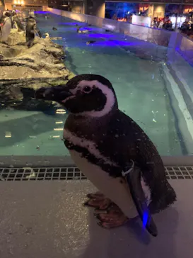 すみだ水族館に投稿された画像（2020/12/21）