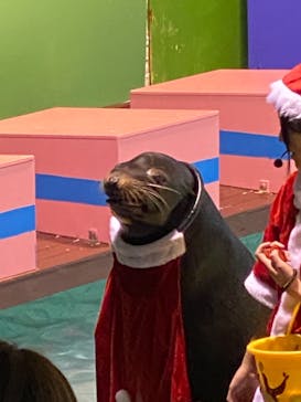 ゼロ距離水族館 伊勢シーパラダイスに投稿された画像（2020/12/21）