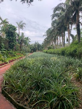 ナゴパイナップルパークに投稿された画像（2020/12/21）