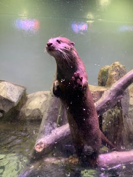 マクセル アクアパーク品川に投稿された画像（2020/12/21）