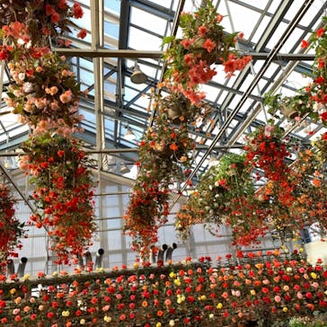 なばなの里に投稿された画像（2020/12/21）